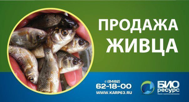 Где Купить Живца Для Рыбалки В Новосибирске