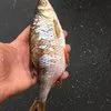 рыба свежемороженая  в Самаре 5