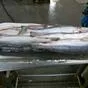  Рыба для вашего бизнеса по всей РФ в Самаре и Самарской области 10