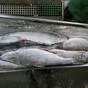  Рыба для вашего бизнеса по всей РФ в Самаре и Самарской области 5