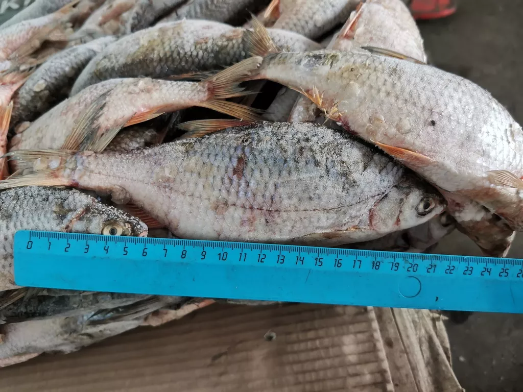 вобла и вся речная рыба в ассортименте в Самаре и Самарской области 6