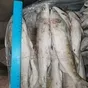 судак и вся  речная рыба в ассортименте в Самаре и Самарской области 8