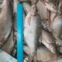 лещ и вся речная рыба в ассортименте  в Самаре и Самарской области