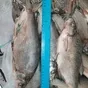 лещ и вся речная рыба в ассортименте  в Самаре и Самарской области 7
