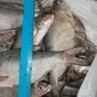 лещ и вся речная рыба в ассортименте  в Самаре и Самарской области 5