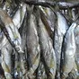 вяленая рыба малосоленая  в Жигулевске 3
