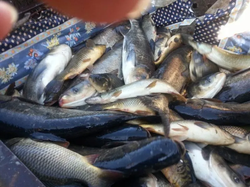 живая рыба с рыбхоза в Самаре в Самаре 2
