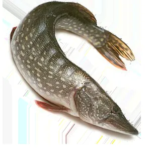 фотография продукта речная рыба оптом