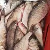 рыба свежемороженая  в Самаре 7