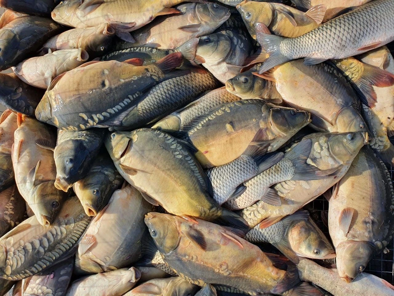 продукт
