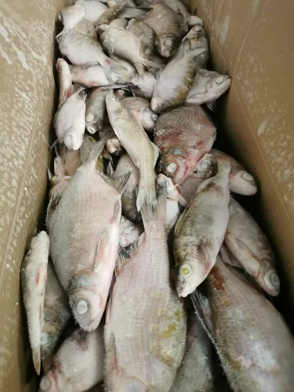 мелочь (рыба разного сорта до 200 гр.) в Самаре