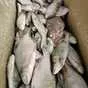 мелочь (рыба разного сорта до 200 гр.) в Самаре