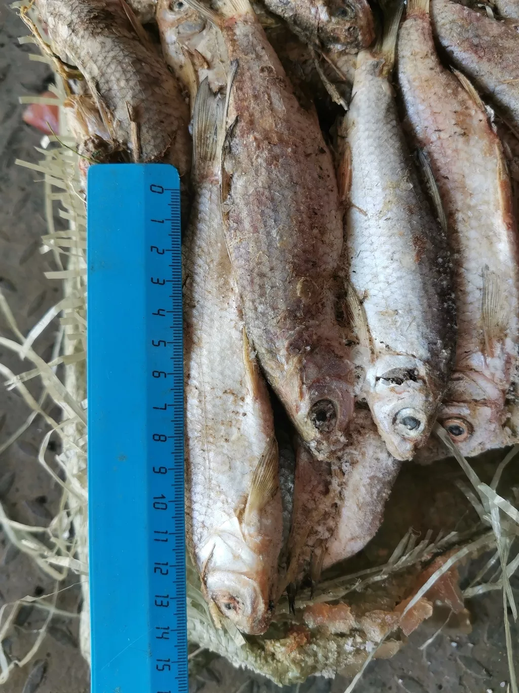 вобла и вся речная рыба в ассортименте в Самаре и Самарской области 7