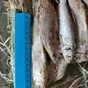 вобла и вся речная рыба в ассортименте в Самаре и Самарской области 7