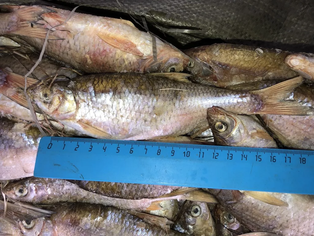 вобла и вся речная рыба в ассортименте в Самаре и Самарской области 6