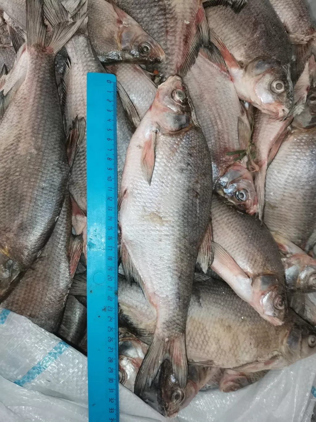 лещ и вся речная рыба в ассортименте  в Самаре и Самарской области